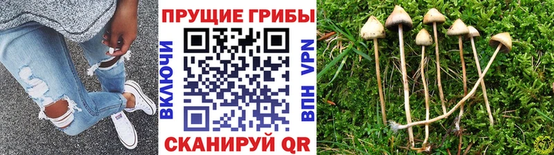 Галлюциногенные грибы мухоморы  Купить где  Томск 